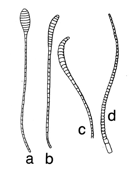 Antenna of Lepidoptera. a. clavate b-c. distinctly thickened above middle d. filiform.